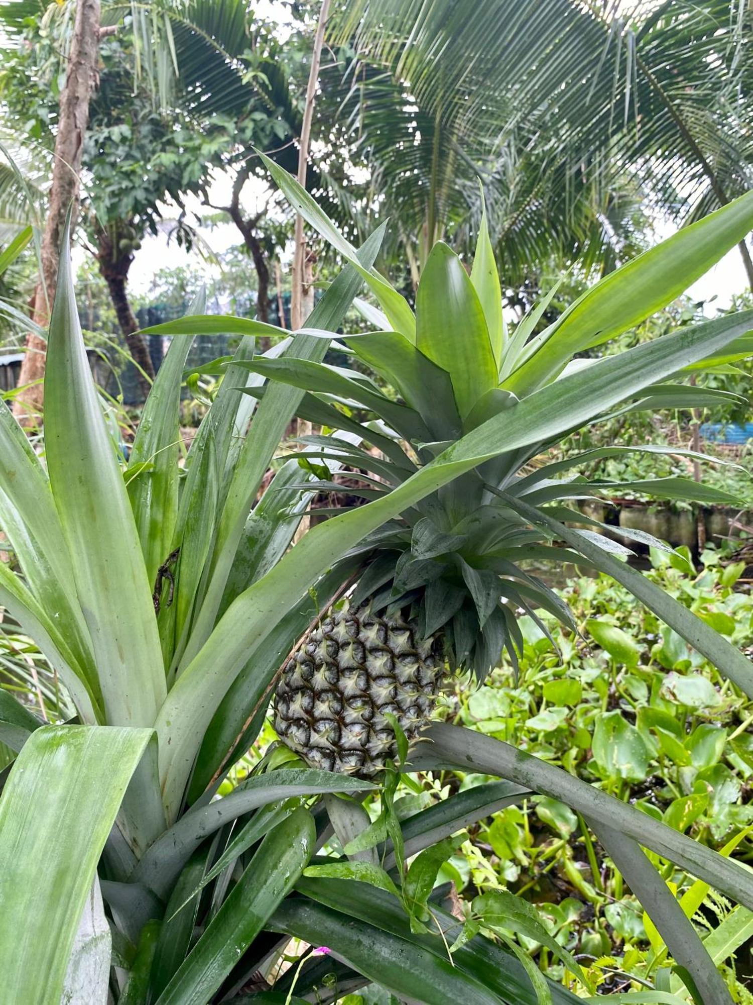 Go Chanh Homestay Cai Rang Exterior foto
