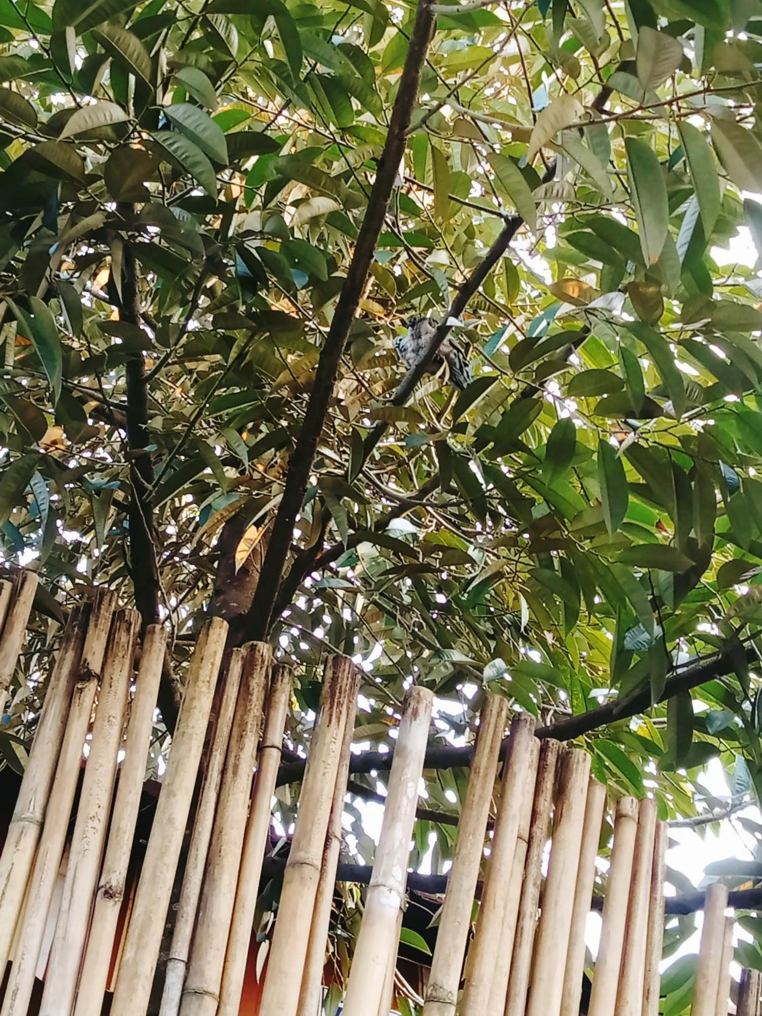 Go Chanh Homestay Cai Rang Exterior foto